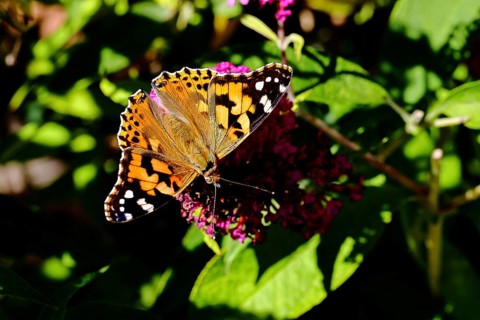 Thistle butterfly (Vanessa cardui) on a Buddleja davidii flower, Wilnsdorf, North Rhine-Westphalia,