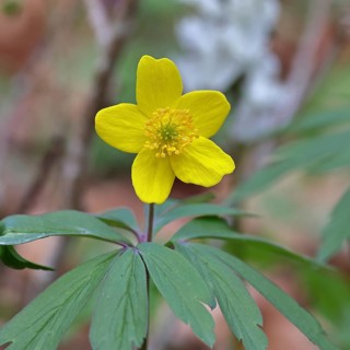 Yellow Anemone, Anemone ranunculoides, Yellow Wood Anemone, Anemone ranunculoides, in a beech