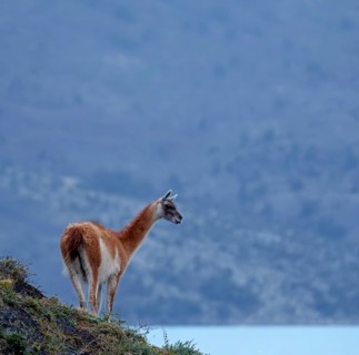 Guanaco (Llama guanicoe), Torres del Paine National Park, Patagonia, Chile, South America