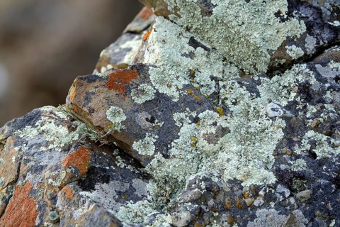 Lichens in Torres del Paine National Park, Patagonia, Chile, South America