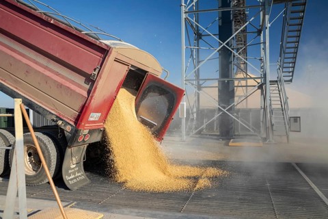 Inwood, Iowa - Newly-harvested corn is unloaded at Cooperative Farmers Elevator (CFE). The corn