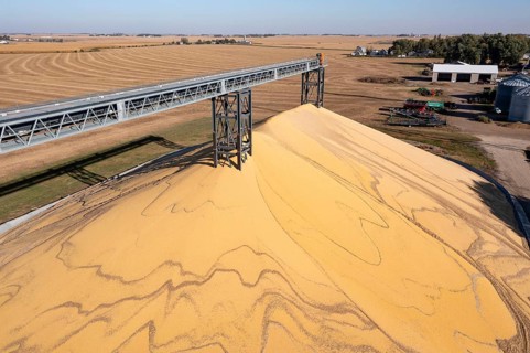Inwood, Iowa - Newly-harvested corn is piled up at Cooperative Farmers Elevator (CFE). The pile