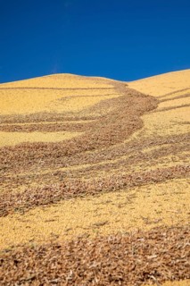 Inwood, Iowa - Newly-harvested corn is piled up at Cooperative Farmers Elevator (CFE). The pile