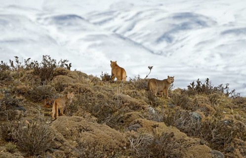 Cougar (Cougar concolor) female with cubs, Torres del Paine National Park, Chile, South America
