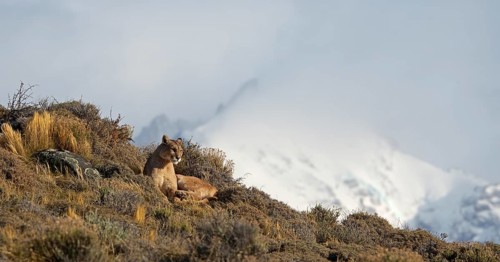 Cougar (Cougar concolor), Torres del Paine National Park, Chile, South America