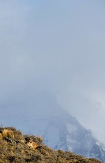 Cougar (Cougar concolor), Torres del Paine National Park, Chile, South America