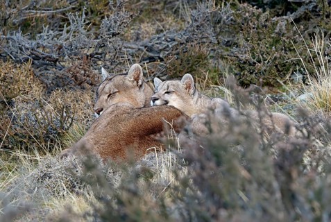 Cougar (Cougar concolor) female with young, Torres del Paine National Park, Chile, South America
