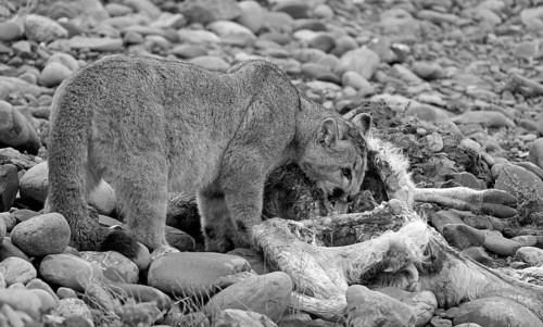 Cougar (Cougar concolor) young feeding, Torres del Paine National Park, Chile, South America