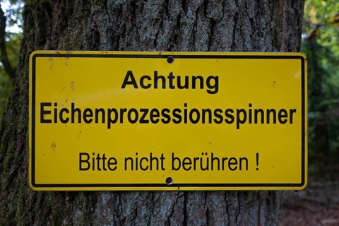 A warning sign hangs on an oak tree with the words Caution - Oak processionary moth - Please do not