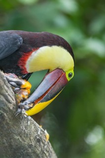 Chestnut-mandibled Toucan (Ramphastos swainsonii) feeding on a smaller bird, Sarapiqui, Costa Rica,