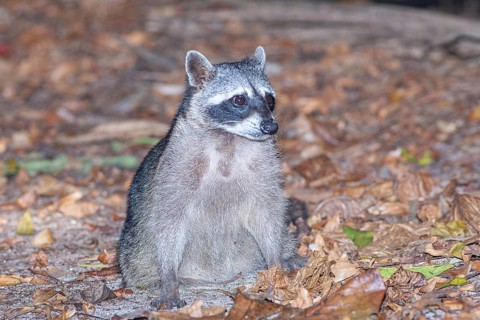 Northern Racoon (Procyon lotor), Manuel Antonio National Park, Puntarenas Province, Costa Rica