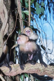 White-faced capuchin monkey (Cebus capucinus) carries her young on her back, Manuel Antonio