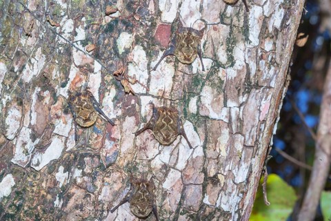 Long-nosed bats (Rhynchonycteris naso) camouflaged on a tree trunk, Manuel Antonio National Park,