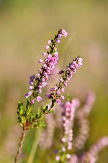 Flowering heather (Calluna vulgaris), heather, Trupacher Heide nature reserve, Siegen, North