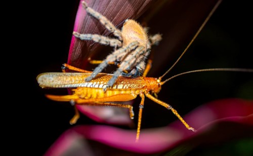 Comb spider (Ctenidae) with captured grasshopper, sitting on a leaf, at night, Puntarenas province,