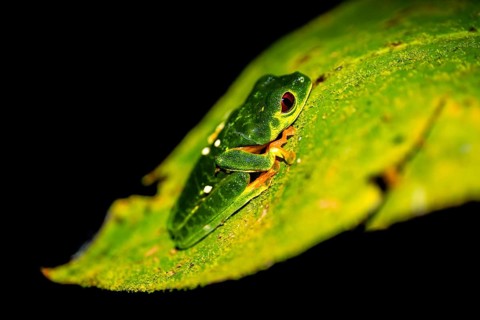 Red-eyed tree frog (Agalychnis callidryas) sitting on a leaf, at night, Puntarenas province, Costa