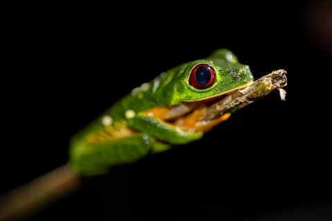 Red-eyed tree frog (Agalychnis callidryas) sitting on a stem, at night, Puntarenas province, Costa