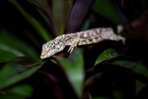 Pacific Lichen Anolis (Adolis charlesmyersi), Anolis sitting on a leaf at night, Puntarenas