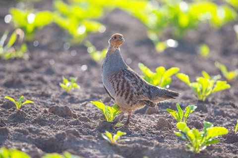 Grey partridge (Perdix perdix) Germany