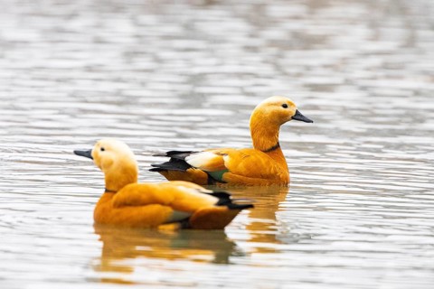 Ruddy shelduck (Tardora ferruginea) Germany