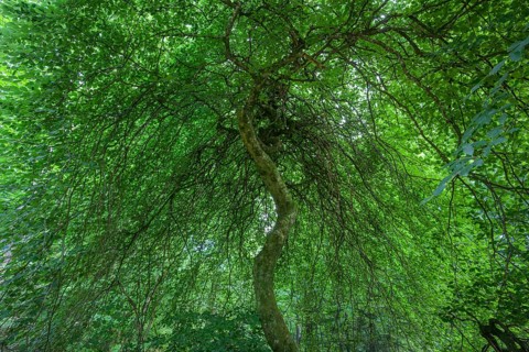 Faux de Verzy beech forest, Verzy, Marne, France
