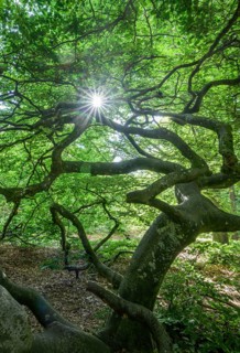 Faux de Verzy beech forest, Verzy, Marne, France