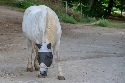 Mould with a fly mask on a riding stable, Franconia, Bavaria, Germany