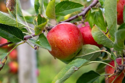 Apples ready for harvest at a fruit farm in the Palatinate