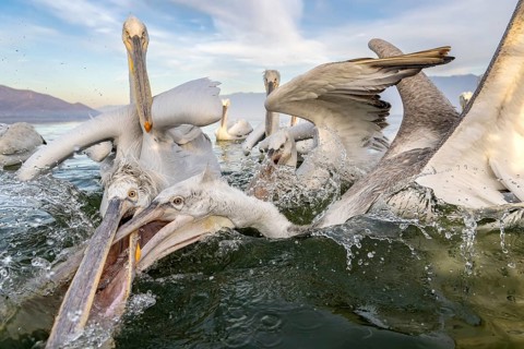 Dalmatian Pelican (Pelecanus crispus), Dalmatian Pelican, fighting, Lake Kerkini, Greece