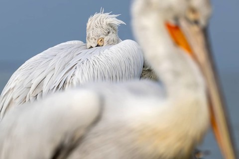 Dalmatian Pelican (Pelecanus crispus), Dalmatian Pelican, roosting, close up, in its plumage, Lake
