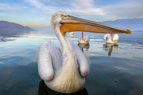 Dalmatian Pelican (Pelecanus crispus), Dalmatian Pelican, swimming, in its plumage, Lake Kerkini,