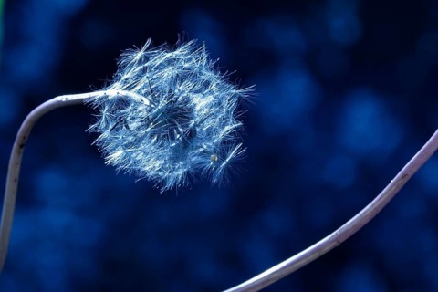 Dandelion, macro photography, summer, Germany