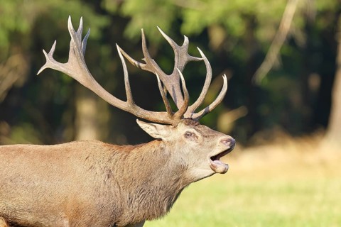 Red deer (Cervus elaphus) during the rutting season, a large stag roaring in a forest clearing,