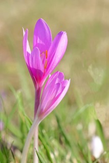 Autumn crocus (Colchicum autumnale), half-opened flowers in a meadow, endangered, protected