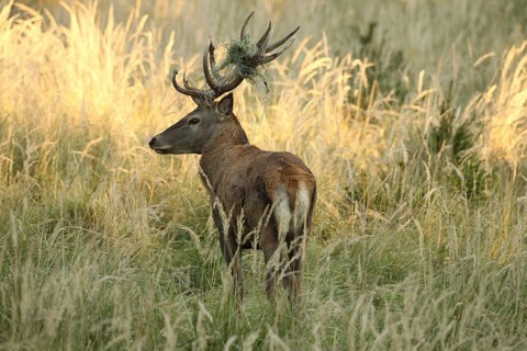 Red deer (Cervus elaphus) rutting stag with wire mesh in left antler bar secured in high grass,