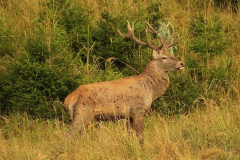 Red deer (Cervus elaphus) rutting stag with wire in left antler bar, secured in tall grass in the