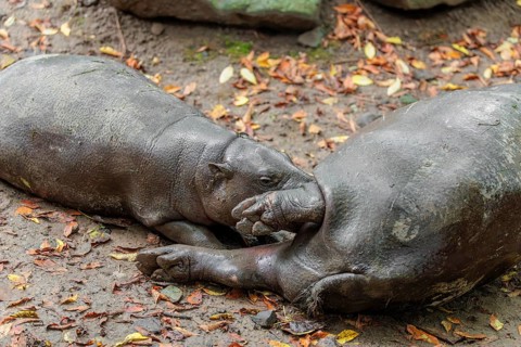A female pygmy hippopotamus (Choeropsis liberiensis) nurses its calf. Liberia, West-Afrika