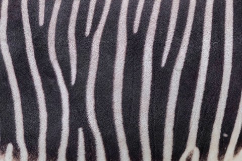 Pattern of a Grévy's zebra (Equus grevyi) fur. Botswana