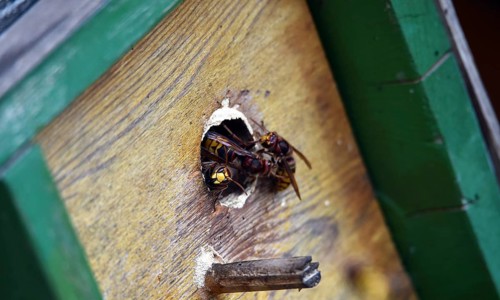 European hornets, hornets, (Vespa crabro) build nest in May box, Schleswig-Holstein, Germany