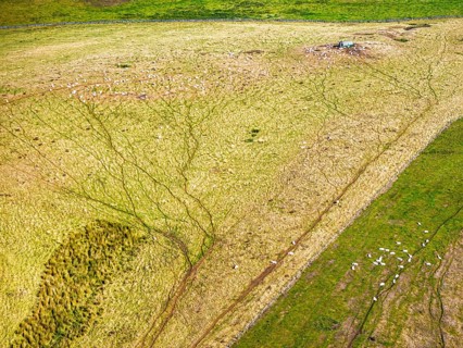 Sheeps on farmsland over Waterloo Monument over Scottish fields and farms from a drone, Jedburgh,