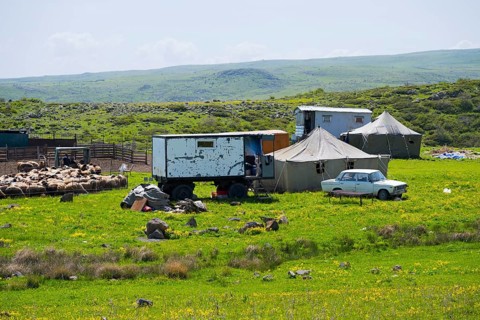 Rural scene with vehicles, flock of sheep and tents in a meadow, nomads, tents and caravans as a