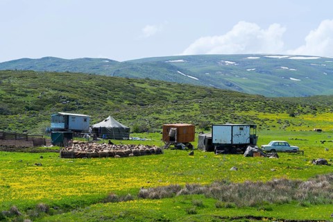 Scene with farm and flock of sheep on green fields surrounded by mountains, nomads, tents and