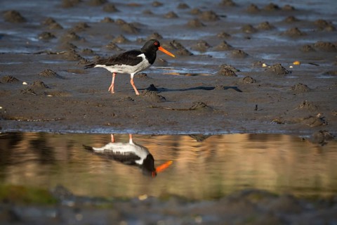 Oystercatcher (Haematopus ostralegus), Otroya or Otrøya Island, Møre og Romsdal, Norway