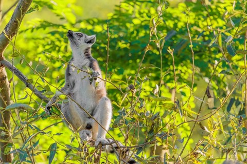 A ring-tailed lemur (Lemur catta) sits on a sunny day high up in a tree eating fresh green leaves.