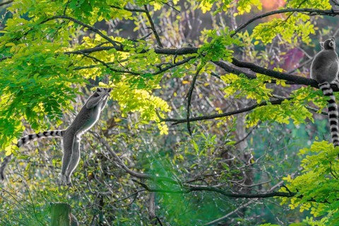 A ring-tailed lemur (Lemur catta) jumps onto a branch against the light on a sunny day. Southern