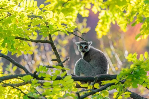 A ring-tailed lemur (Lemur catta) sits on a branch high up in a tree against the light on a sunny