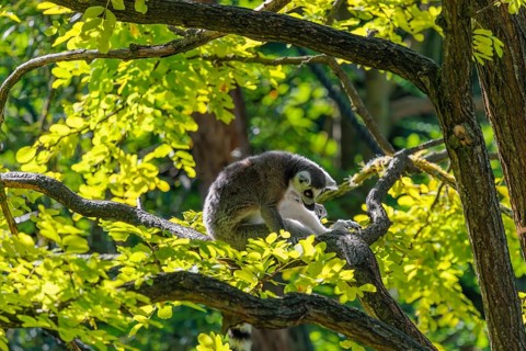 A ring-tailed lemur (Lemur catta) sits on a sunny day high up in a tree on a branch between fresh