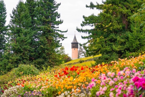 Park landscape with colourful flowers and a tower in the background, framed by trees, Mainau flower