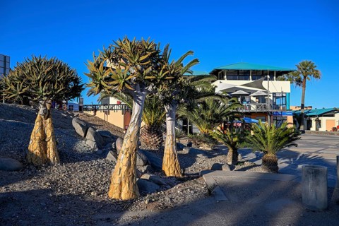 Quiver trees (Aloe dichotoma) at the waterfront, Robert Harbour, Lüderitz, Karas Region, Namibia