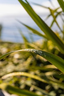 Close-up of leaves with glittering water droplets in the sunlight, Überlingen, Lake Constance,